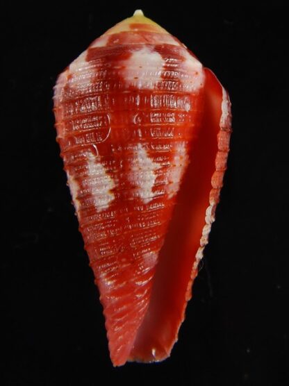 Rhizoconus pertusus amabilis 36.05 mm Gem-61094