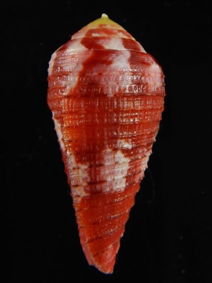 Rhizoconus pertusus amabilis 36.05 mm Gem-61096