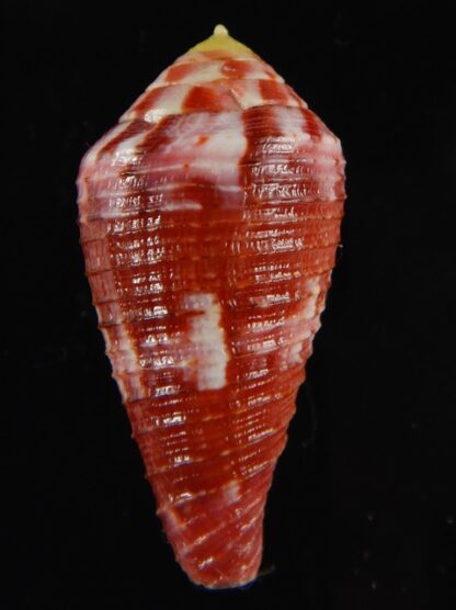 Rhizoconus pertusus amabilis 39.26 mm Gem-61113