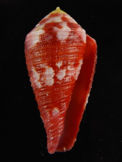Rhizoconus pertusus amabilis 39.26 mm Gem-61115