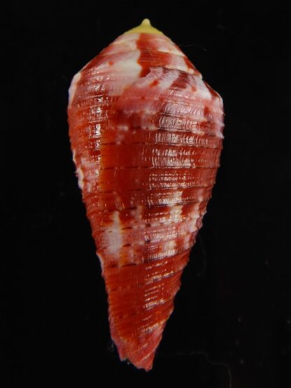 Rhizoconus pertusus amabilis 39.26 mm Gem-61117