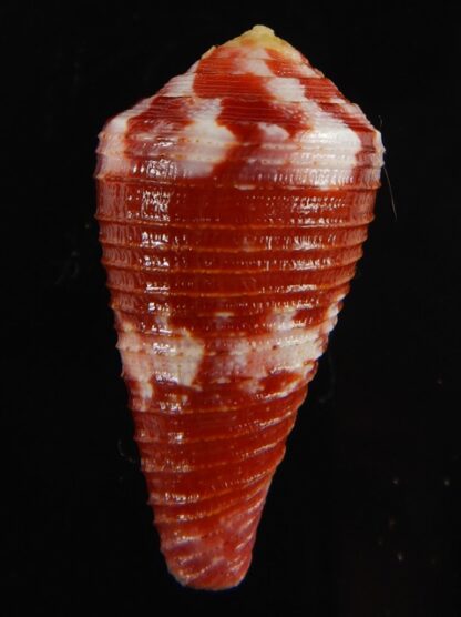 Rhizoconus pertusus amabilis 34.78 mm Gem-61083