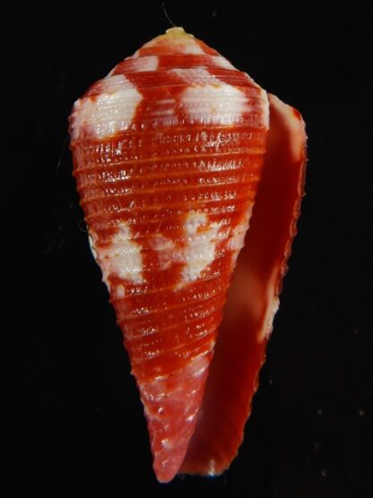 Rhizoconus pertusus amabilis 34.78 mm Gem-61084