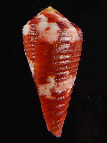 Rhizoconus pertusus amabilis 34.78 mm Gem-61087