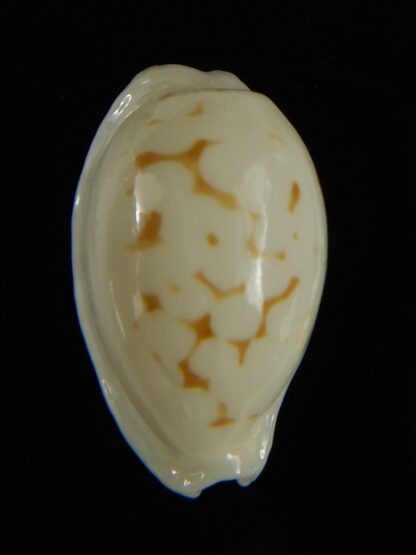 Cribrarula cribraria melwardi ...20.89 mm Gem-61323