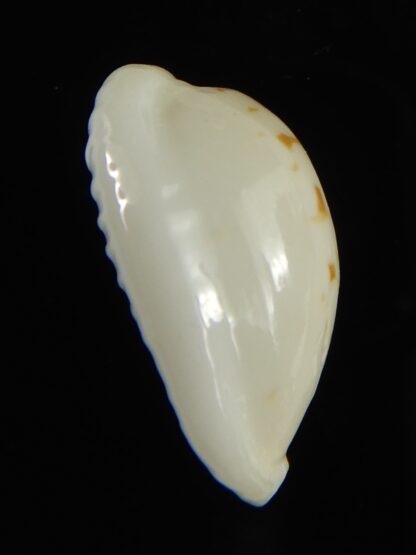 Cribrarula cribraria melwardi ...20.89 mm Gem-61324