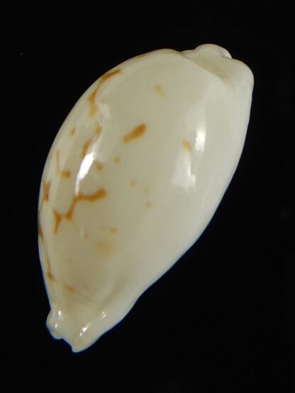 Cribrarula cribraria melwardi ...20.89 mm Gem-61322