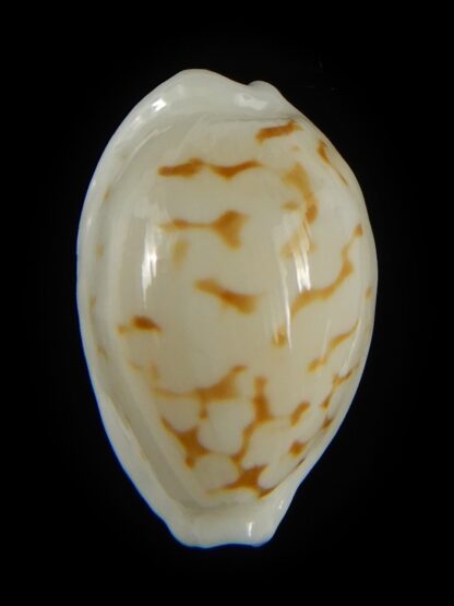 Cribrarula cribraria melwardi ...20.68 mm Gem-61306