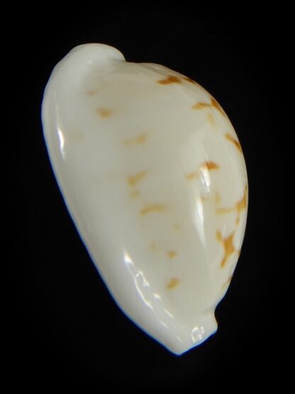 Cribrarula cribraria melwardi ...20.68 mm Gem-61308