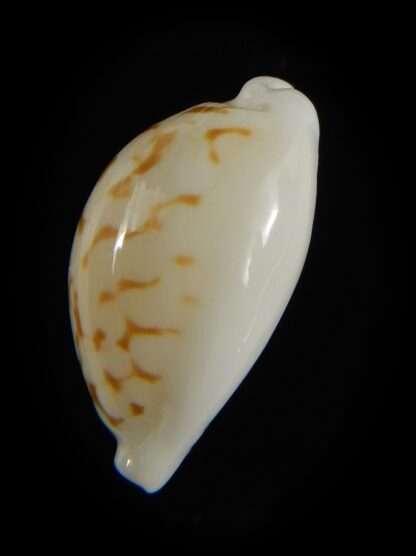 Cribrarula cribraria melwardi ...20.68 mm Gem-61307