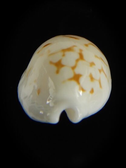 Cribrarula cribraria melwardi ...20.68 mm Gem-61309