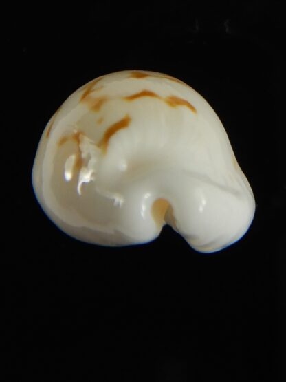 Cribrarula cribraria melwardi ...20.68 mm Gem-61305