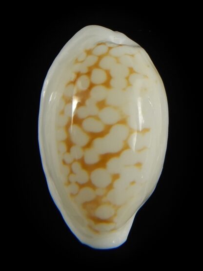 Cribrarula cribraria melwardi ...21.45 mm Gem-61348