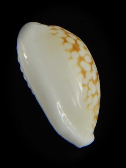 Cribrarula cribraria melwardi ...21.45 mm Gem-61352