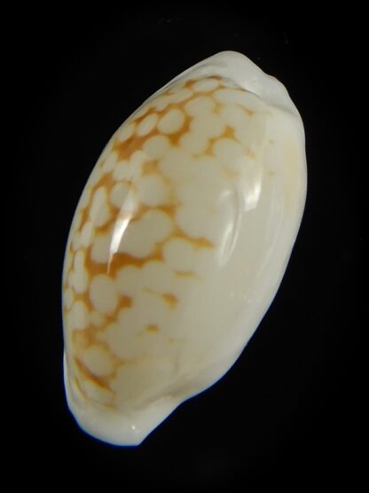 Cribrarula cribraria melwardi ...21.45 mm Gem-61351