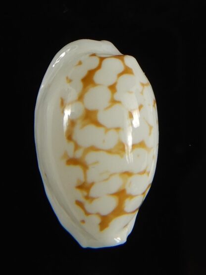 Cribrarula cribraria melwardi ... 18.27 mm Gem-61249