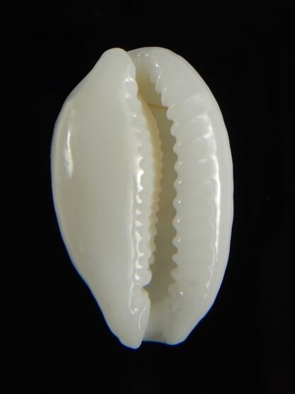 Cribrarula cribraria melwardi ... 18.27 mm Gem-61251