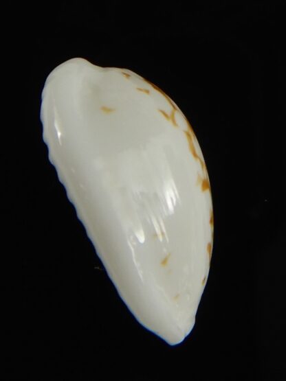 Cribrarula cribraria melwardi ... 18.27 mm Gem-61252