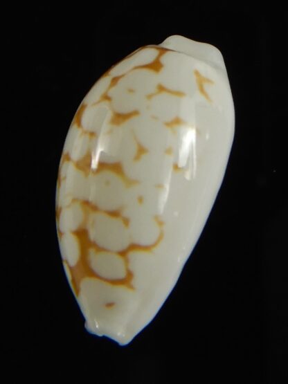 Cribrarula cribraria melwardi ... 18.27 mm Gem-61254