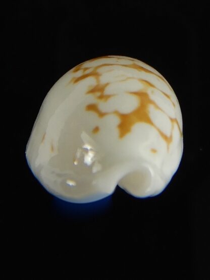 Cribrarula cribraria melwardi ... 18.27 mm Gem-61250