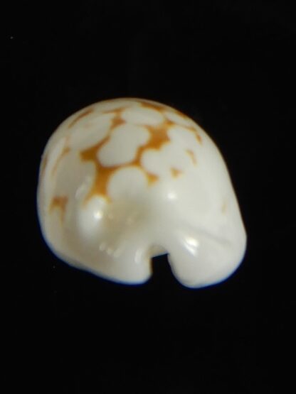 Cribrarula cribraria melwardi ... 18.27 mm Gem-61253