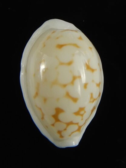 Cribrarula cribraria melwardi ... 18.60 mm Gem-61268