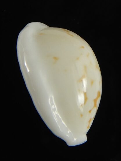 Cribrarula cribraria melwardi ... 18.60 mm Gem-61264