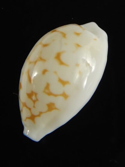 Cribrarula cribraria melwardi ... 18.60 mm Gem-61266