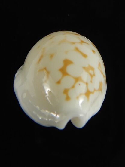 Cribrarula cribraria melwardi ... 18.60 mm Gem-61267