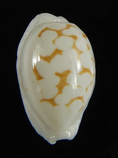 Cribrarula cribraria melwardi ...20.47 mm Gem-61295