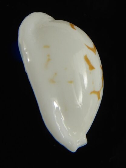 Cribrarula cribraria melwardi ...20.47 mm Gem-61293