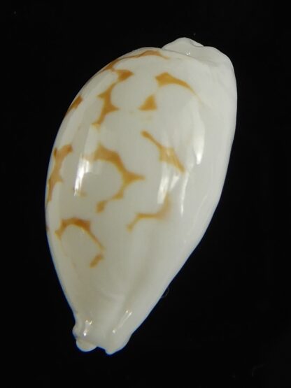 Cribrarula cribraria melwardi ...20.47 mm Gem-61294