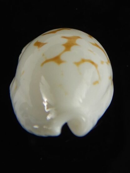 Cribrarula cribraria melwardi ...20.47 mm Gem-61292