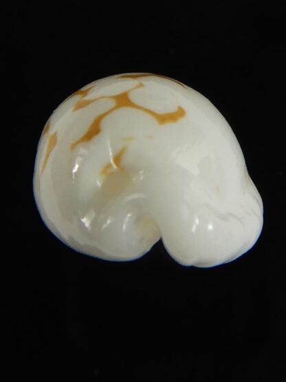 Cribrarula cribraria melwardi ...20.47 mm Gem-61291