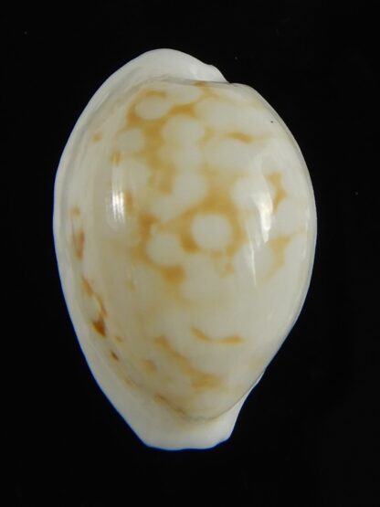 Cribrarula cribraria melwardi ...21.32 mm Gem-61333