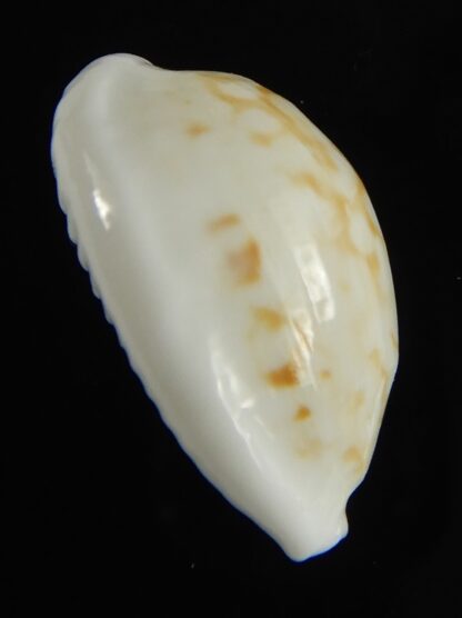 Cribrarula cribraria melwardi ...21.32 mm Gem-61336