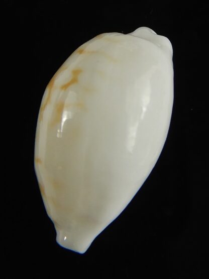 Cribrarula cribraria melwardi ...21.32 mm Gem-61335