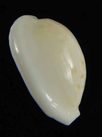 Cribrarula cribraria melwardi ...22.25 mm Gem-61364