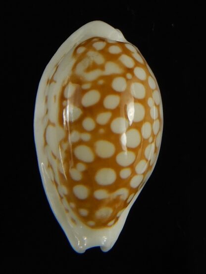 Cribrarula cribraria zadela 21.92 mm Gem-61222