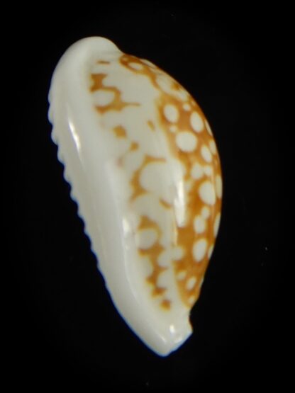 Cribrarula cribraria zadela 21.92 mm Gem-61225