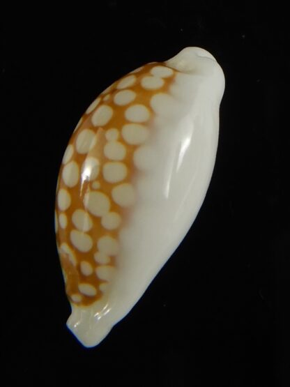 Cribrarula cribraria zadela 21.92 mm Gem-61224