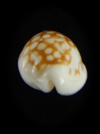 Cribrarula cribraria zadela 21.92 mm Gem-61221