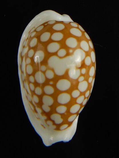 Cribrarula cribraria zadela 23.82 mm Gem-61237