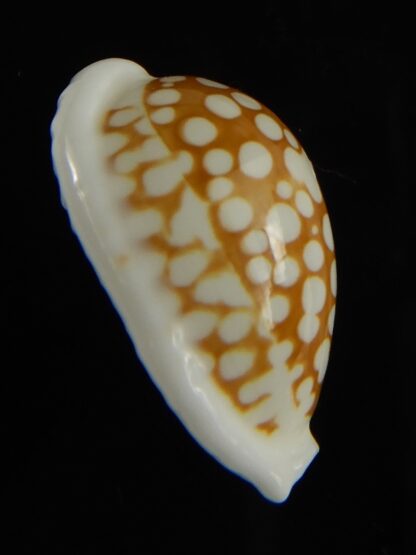 Cribrarula cribraria zadela 23.82 mm Gem-61236