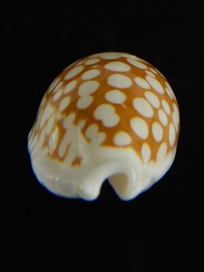 Cribrarula cribraria zadela 23.82 mm Gem-61239