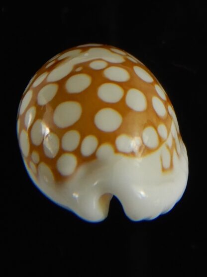 Cribrarula cribraria zadela 23.82 mm Gem-61235