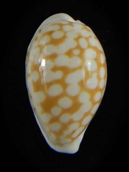 Cribrarula cribraria zadela 20,80 mm Gem-61207