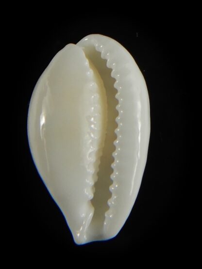 Cribrarula cribraria zadela 20,80 mm Gem-61210