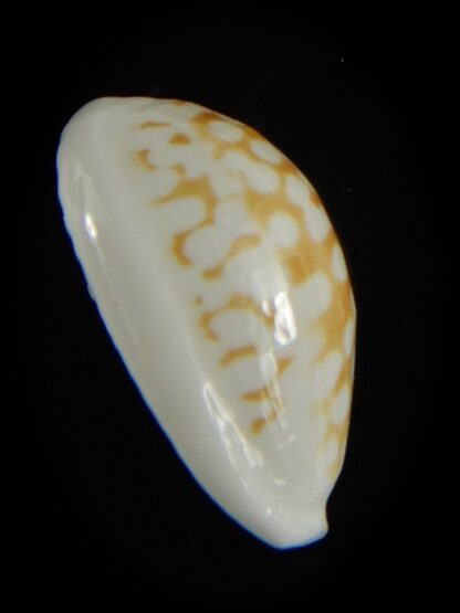 Cribrarula cribraria zadela 20,80 mm Gem-61212