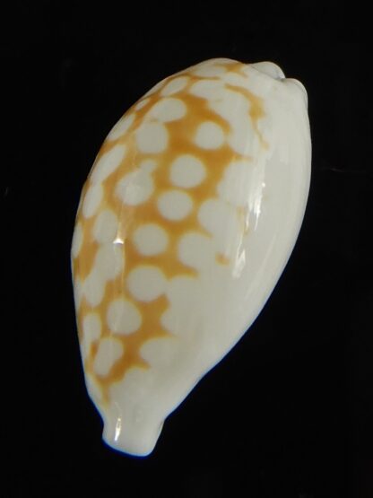 Cribrarula cribraria zadela 20,80 mm Gem-61211